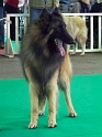 n°82 condor des canis du brabant 5315